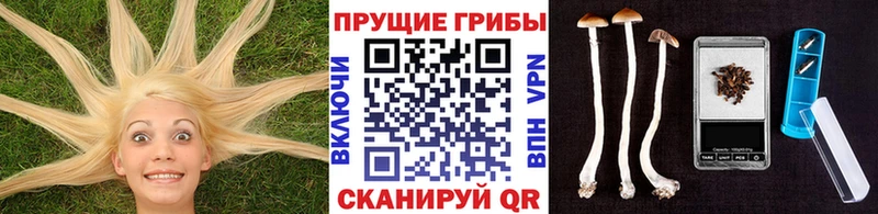 Купить закладки  Дивногорск  Галлюциногенные грибы Cubensis 